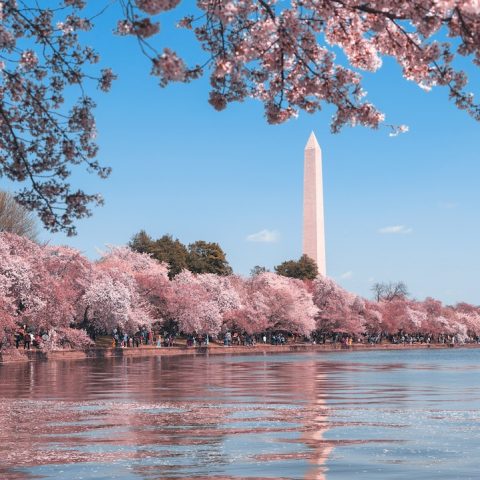 How to See the DC Cherry Blossoms Like a Local