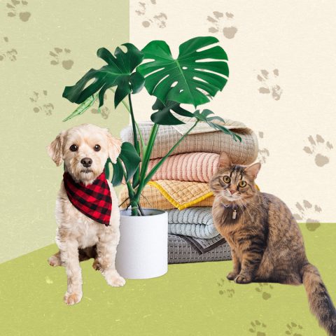 pets with home decor