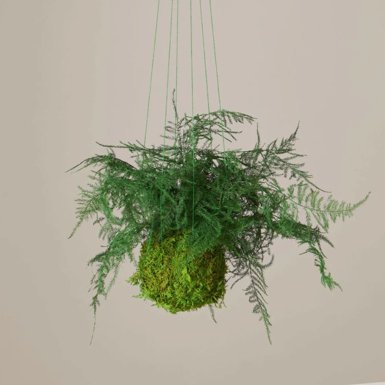 Hanging Fern Plant