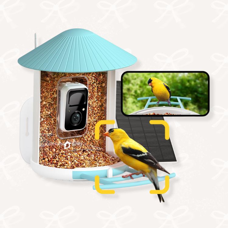 Birdfy Smart Birdfeeder