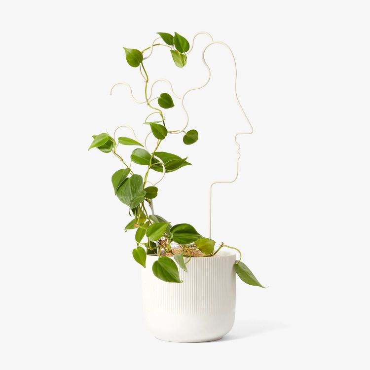 Plant Trellis