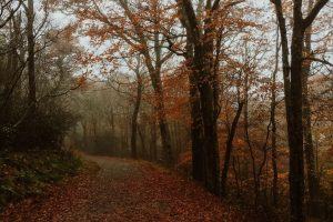 How This Week’s Harvest Moon Will Affect Your Zodiac Sign