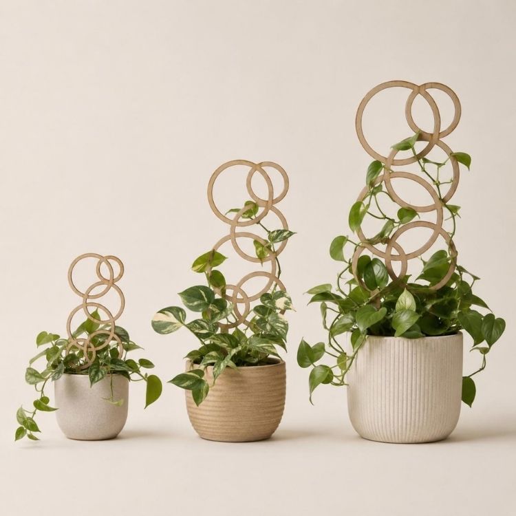 Wood Plant Trellis