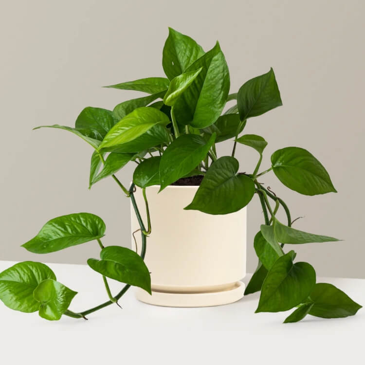 Jade Pothos