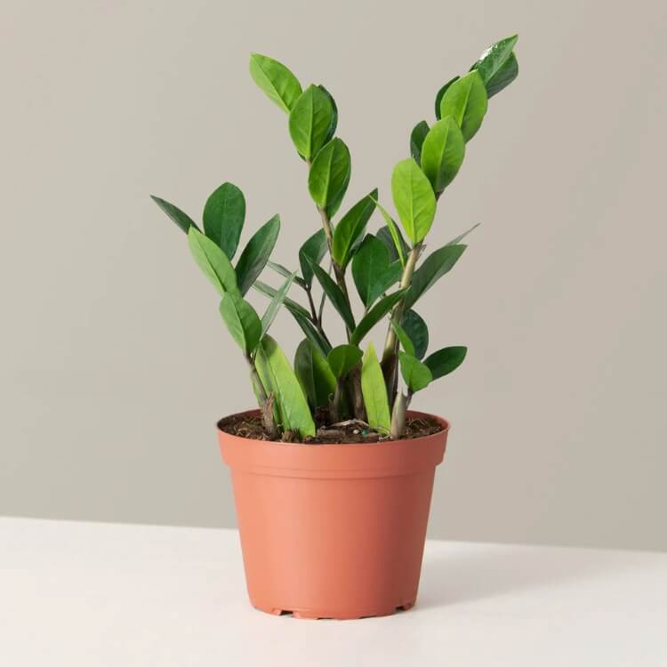 ZZ Plant