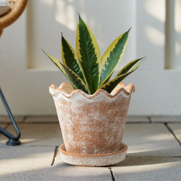 Scalloped Ceramic Planter