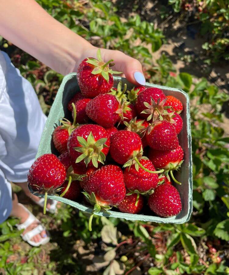 strawberry picking analog summer activities