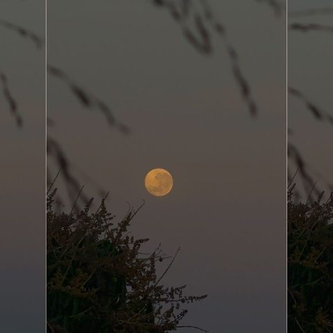 hunter's moon